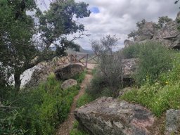 Flora del Cerro Masatrigo